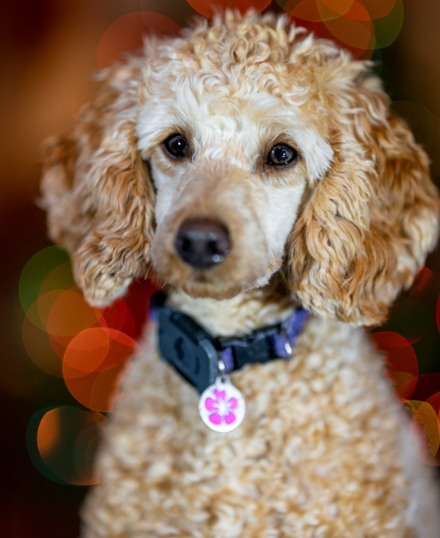 Transform your pet care experience with our custom products