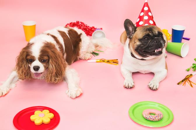 Transform your pet store with the power of custom products