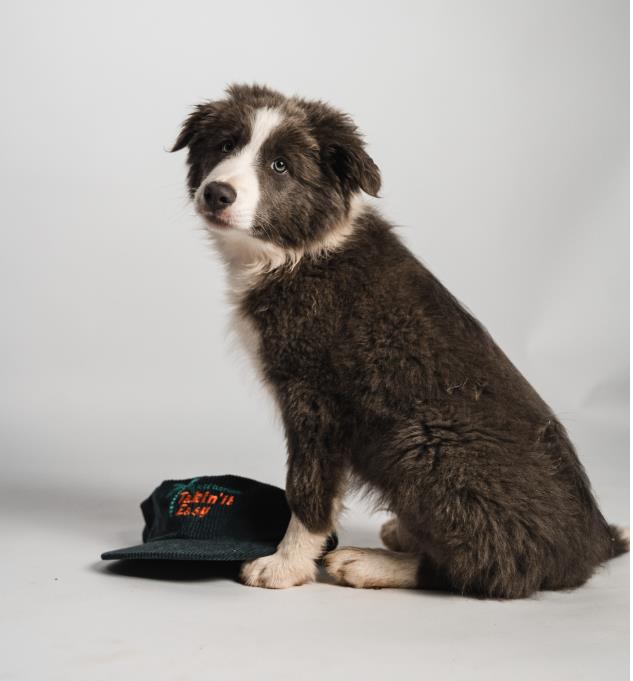 Unleash your dog walking service's potential with custom pet accessories