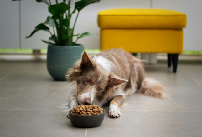 Transform your pet’s vet visit with our custom products